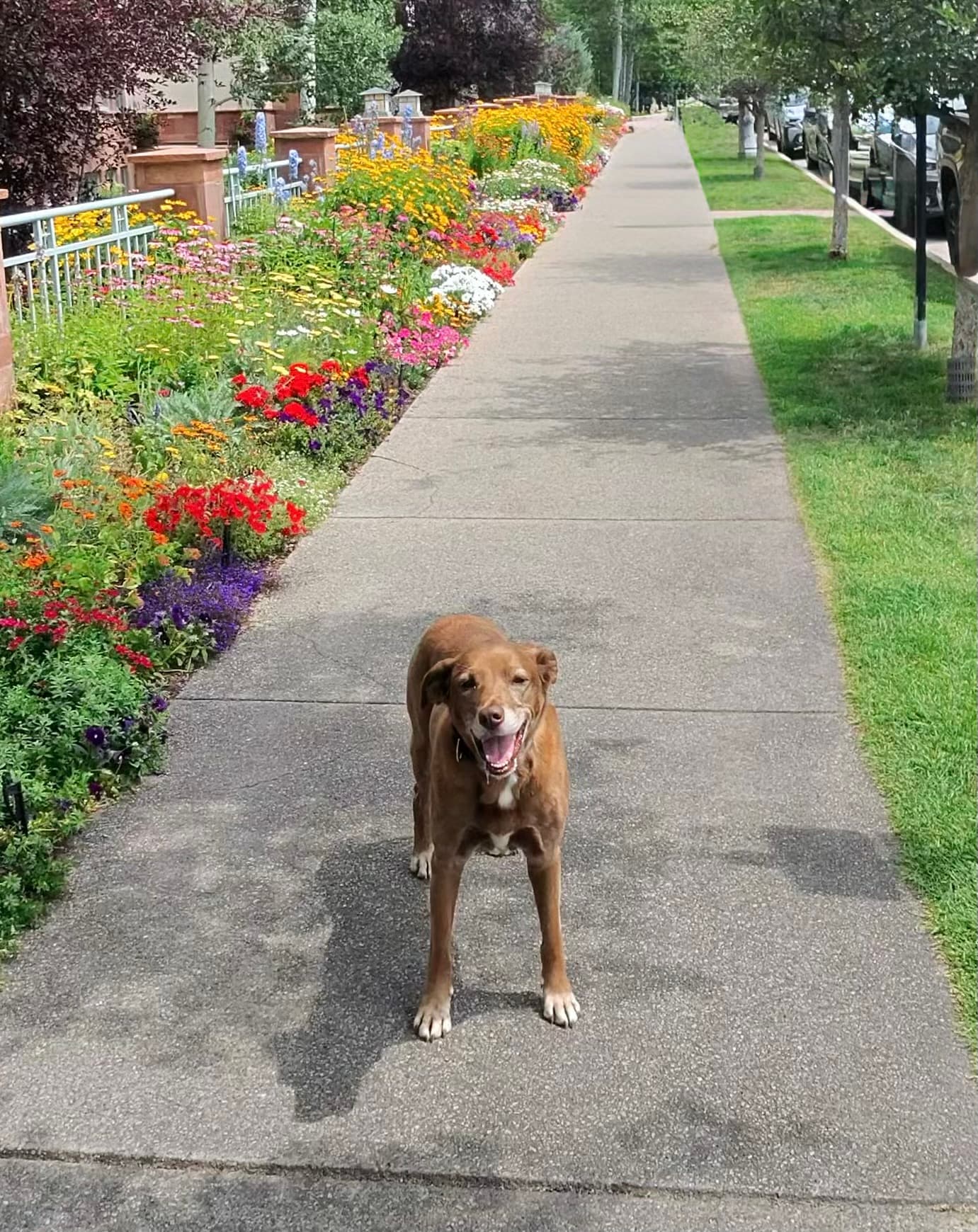 A happy senior dog standing on a flower-lined sidewalk